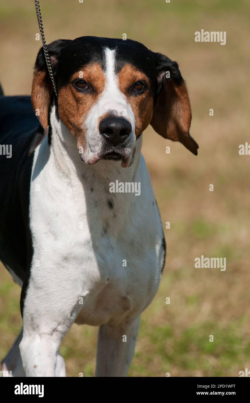Treeing Walker Coonhound facing camera Stock Photo Alamy