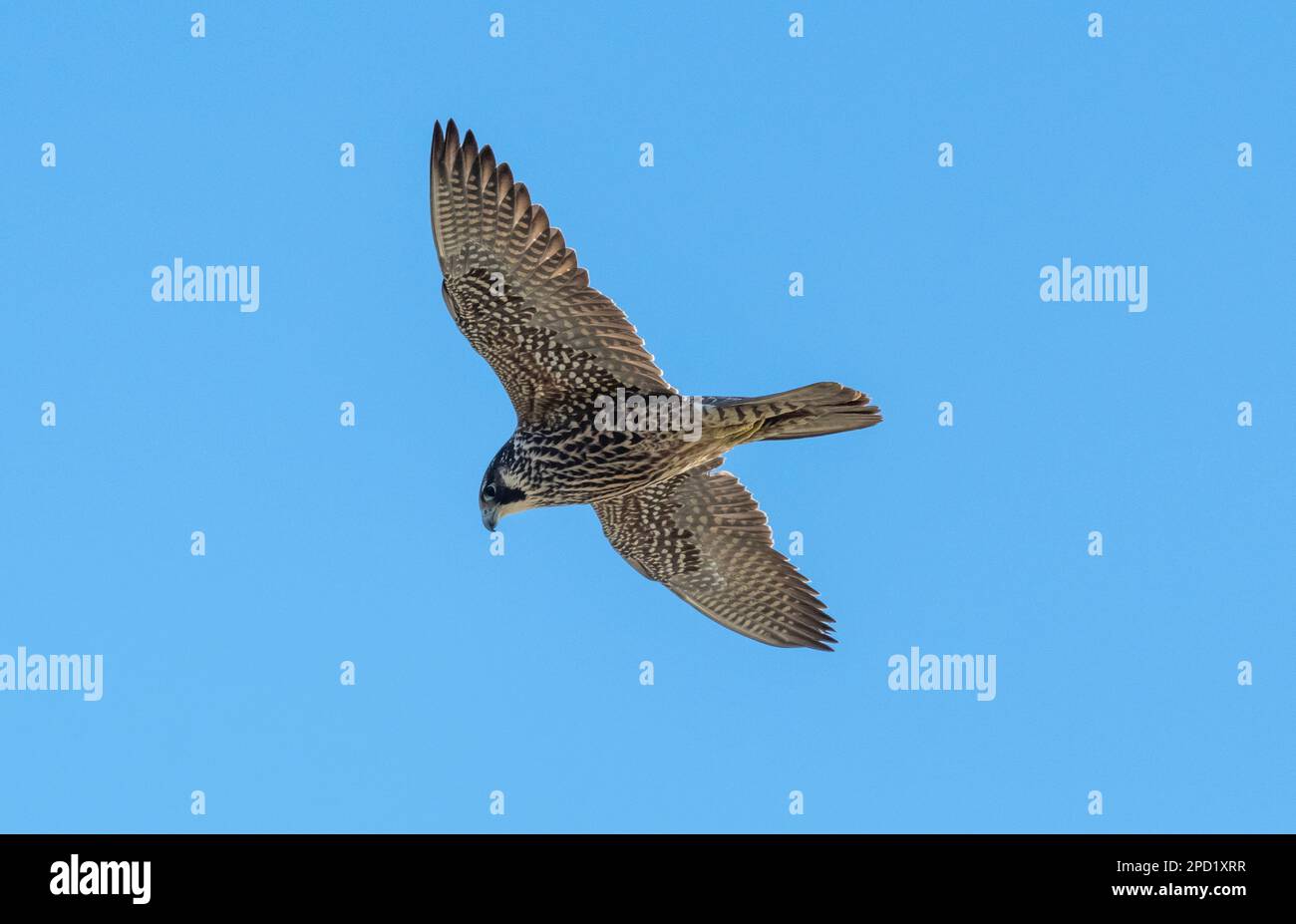 Peregrine Falcon in flight in Japan where it is known as 'Hayabusa'. Stock Photo