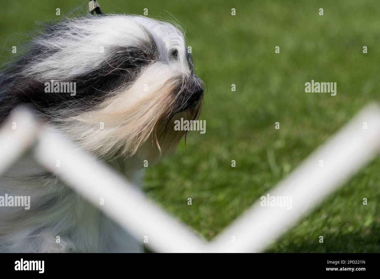 Tibetan Terrier with hair flowing moving across the show ring Stock Photo
