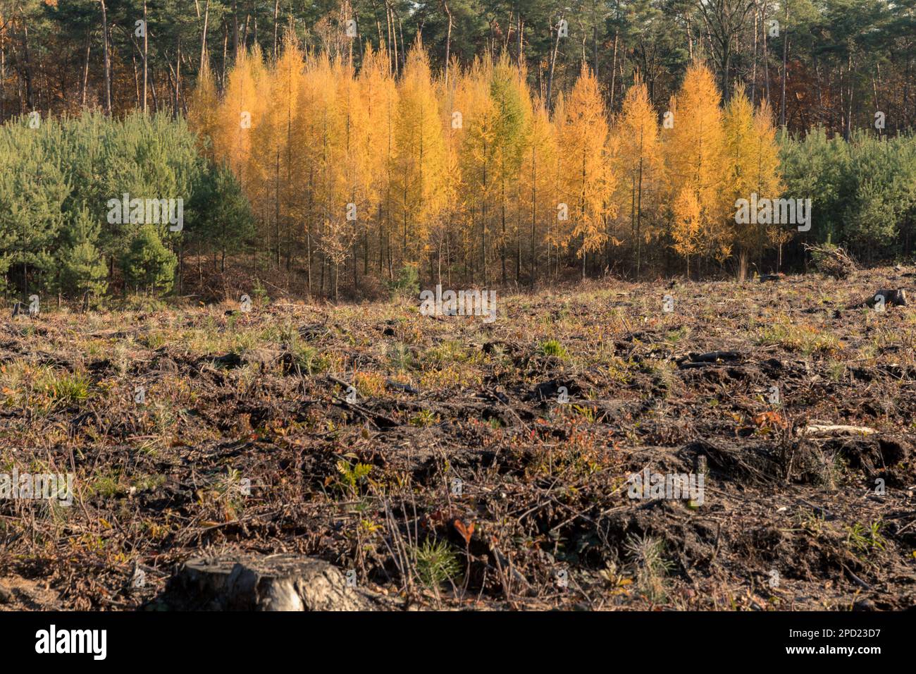 Larches in autumn, a group of yellow trees surrounded by green pines, a contrast of colors of nature. Stock Photo