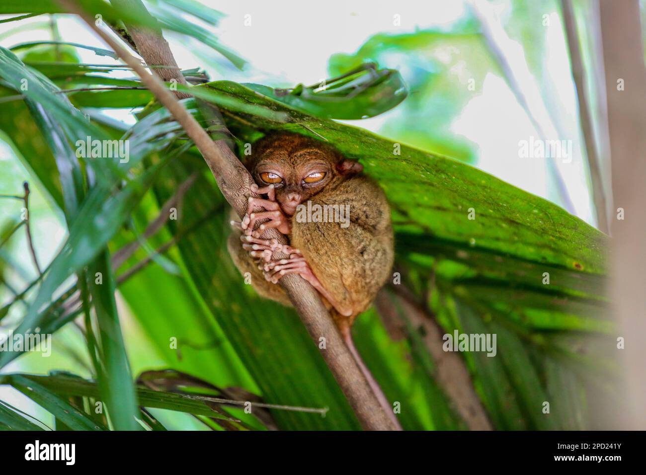 Philippine tarsier: shy primate commits suicide when stressed in captivity. Bohol island, Philippines nature wildlife, endangered species protection Stock Photo