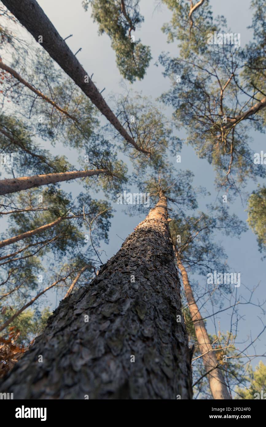 Tree crown view from the bottom of the tree. Pine Stock Photo - Alamy