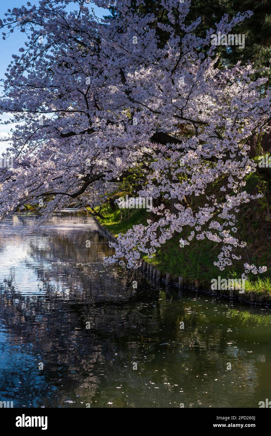 Spring scenery around the moat of Hirosaki Castle, Aomori Prefecture, Japan. Stock Photo