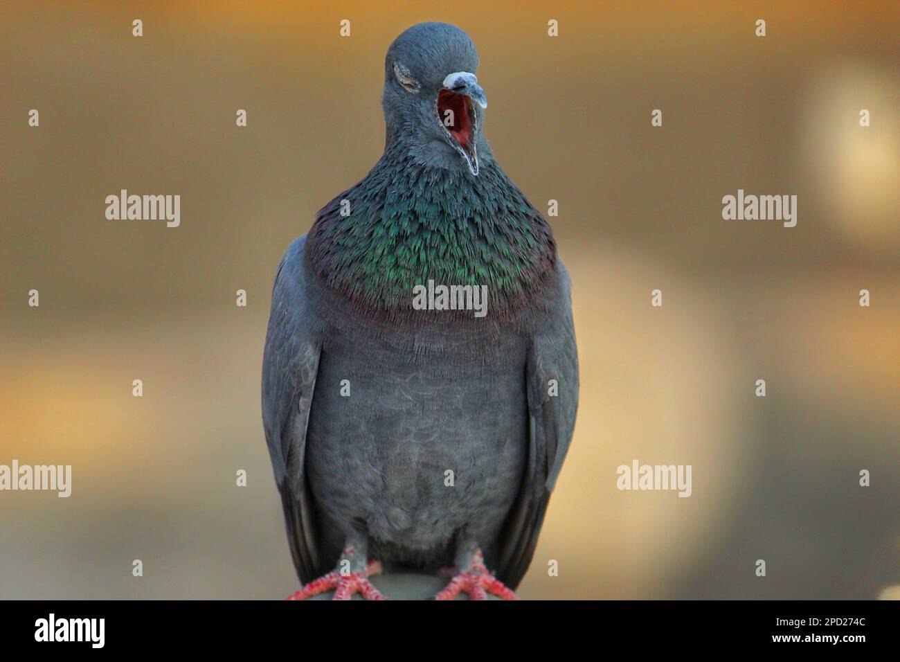 Yawning pigeon hires stock photography and images Alamy
