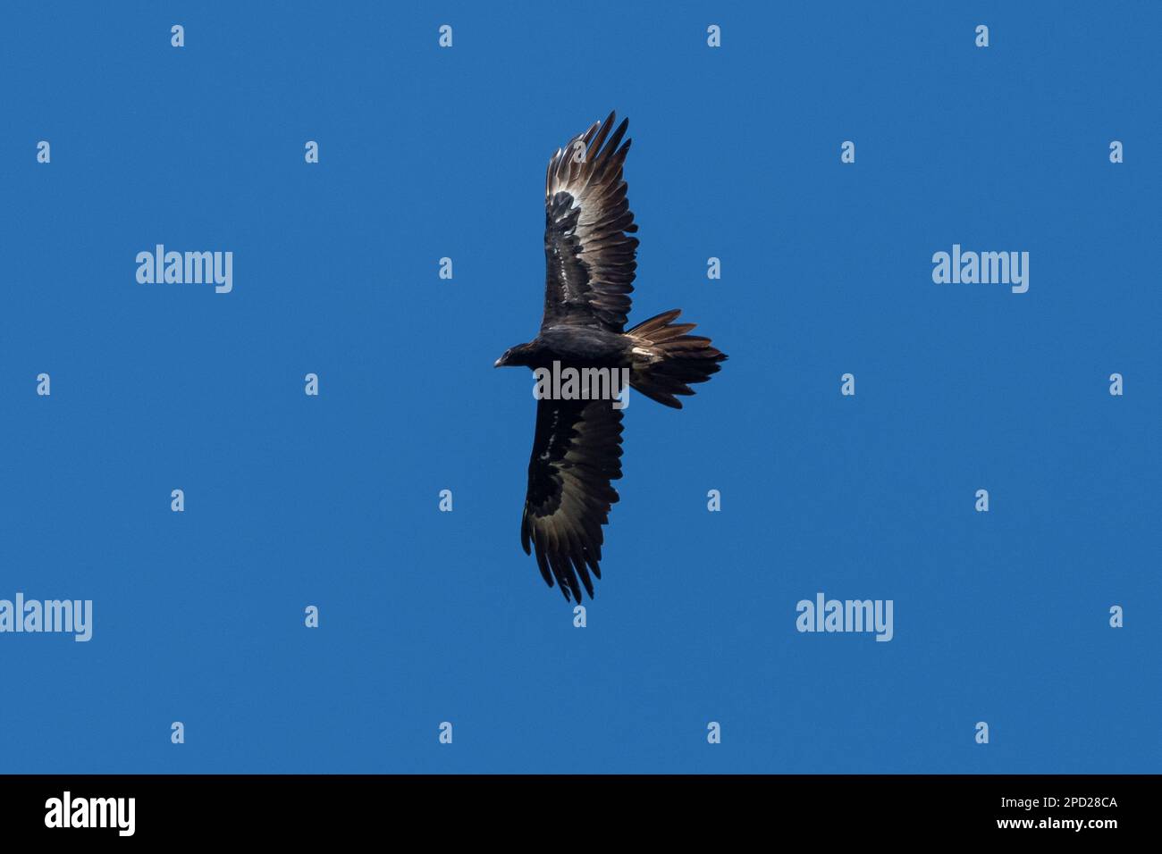 Wedge-tailed Eagle soaring in Queensland, Australia Stock Photo - Alamy