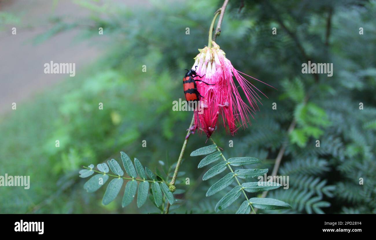 Closeup macro shot of the black and red poisonous beetle, Mylabris