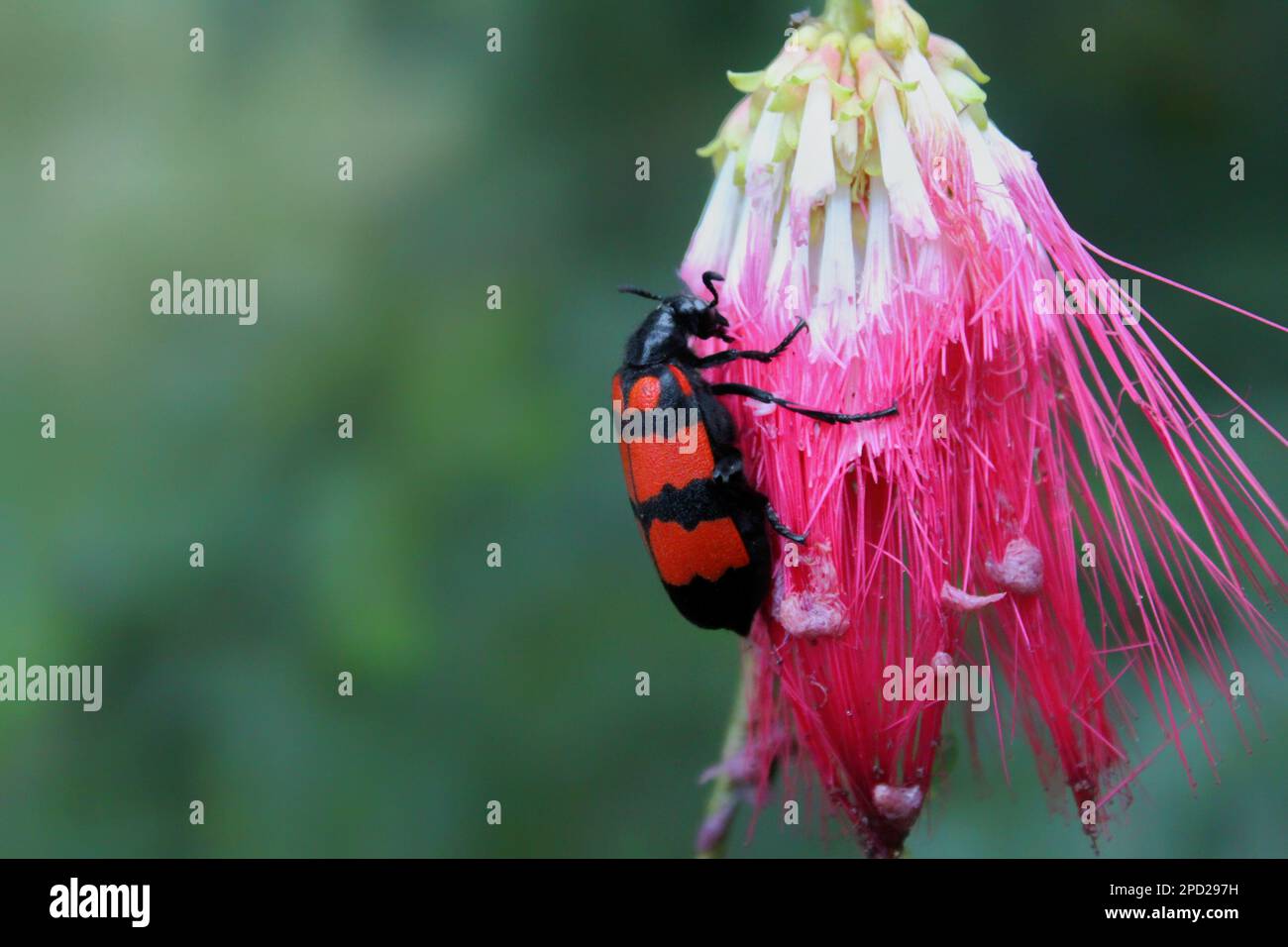 Closeup macro shot of the black and red poisonous beetle, Mylabris