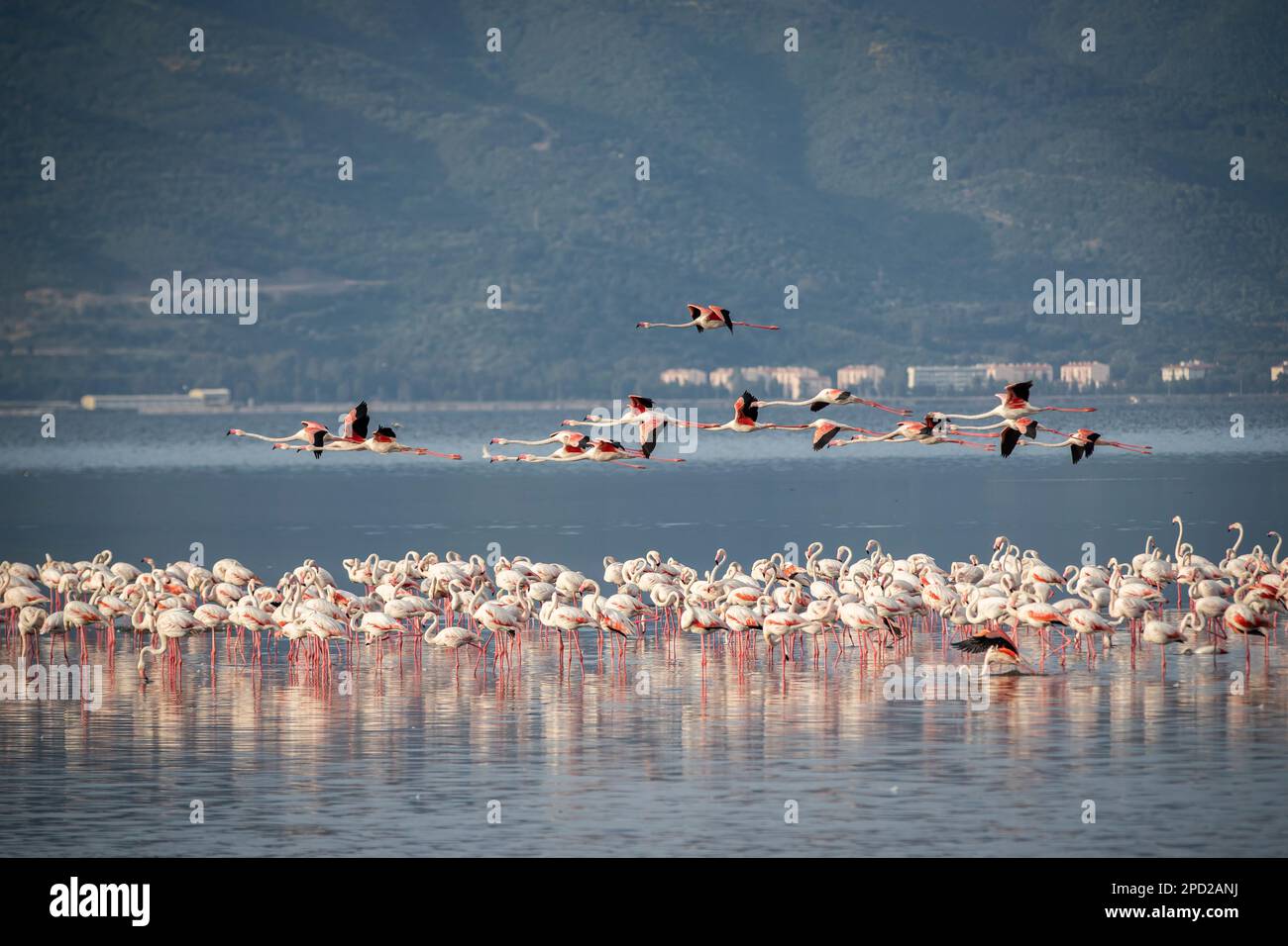 Birds Pink Flamingos Walk on the salt blue Lake in izmir Stock Photo