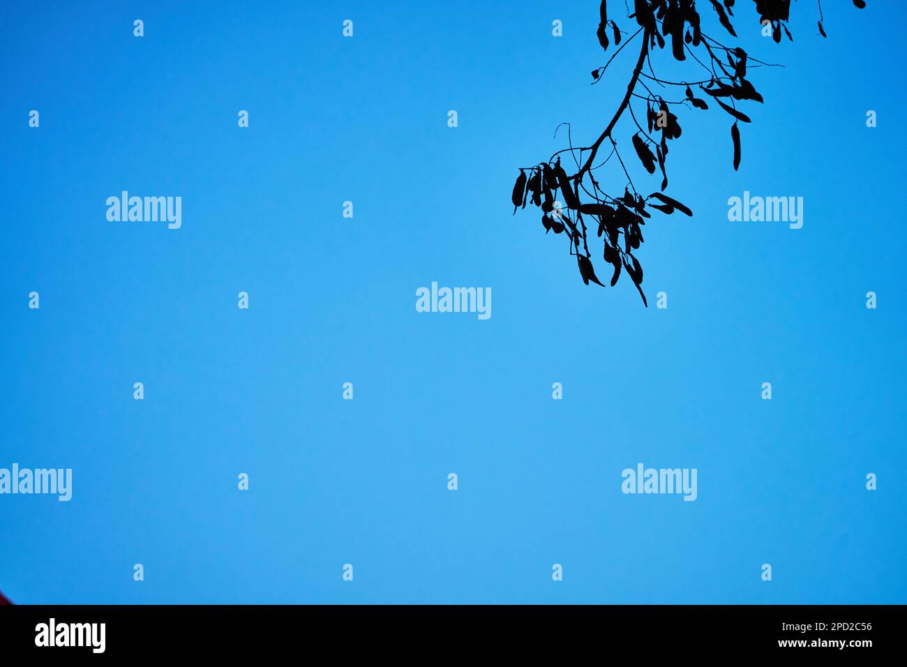A tree's branch with blue sky in the background Stock Photo - Alamy