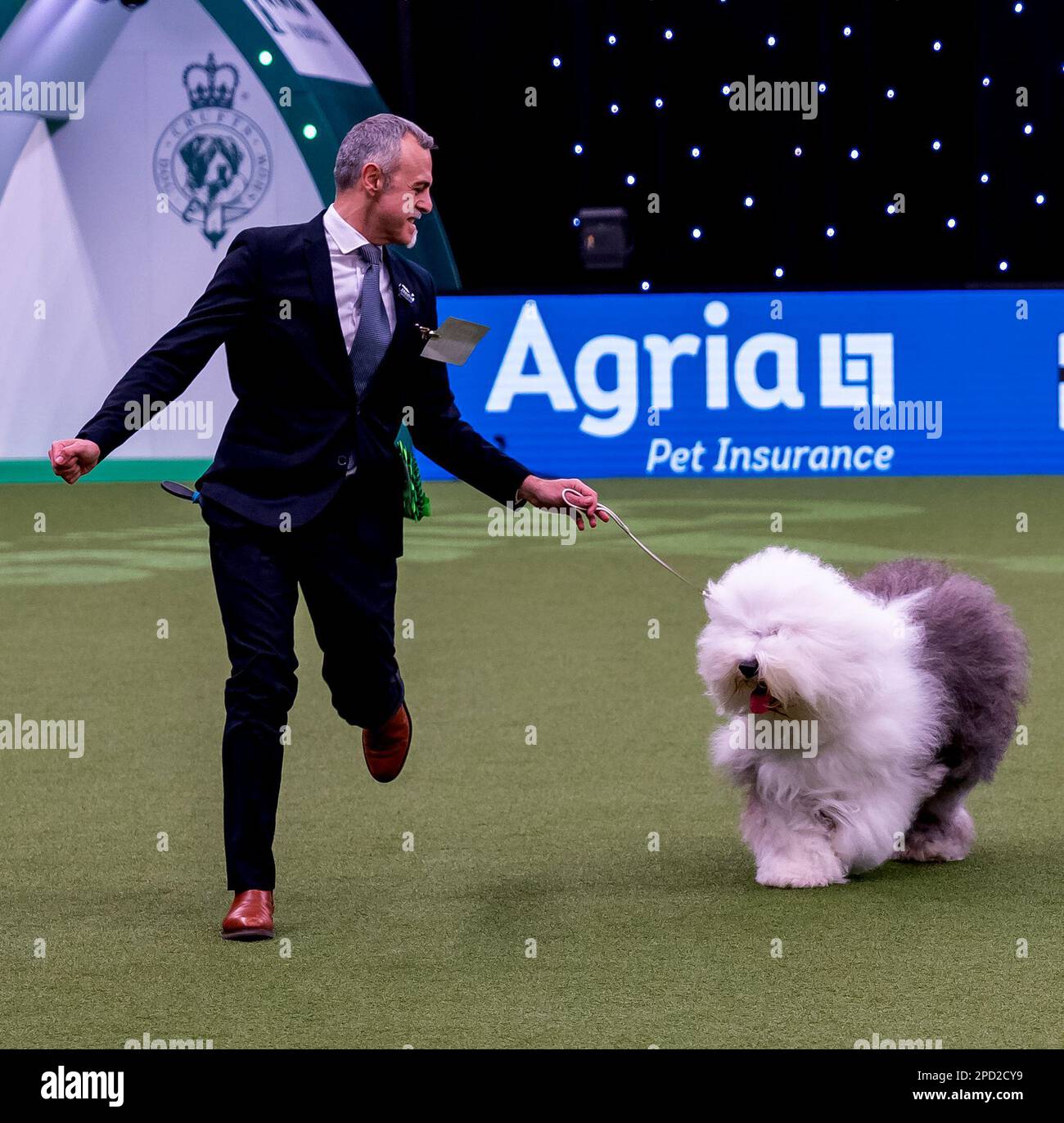Delia, an Old English Sheepdog from Italy, and her handler, breeder and co-owner Matteo Autolitano, won the Pastoral group title   at Crufts 2023 Stock Photo