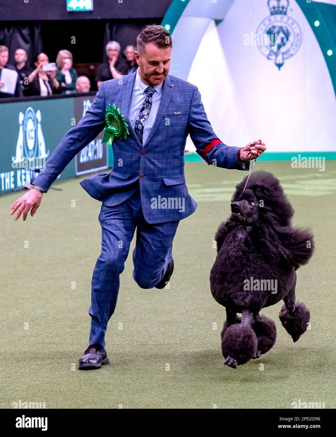 Jake, a Standard Poodle from Bristol, owned by Philip Langdon, has won