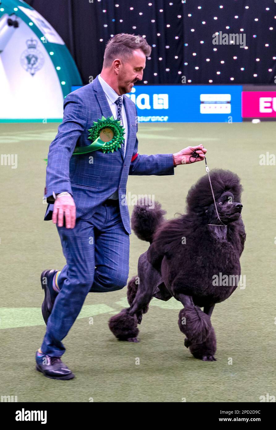 Jake, a Standard Poodle from Bristol, owned by Philip Langdon, has won