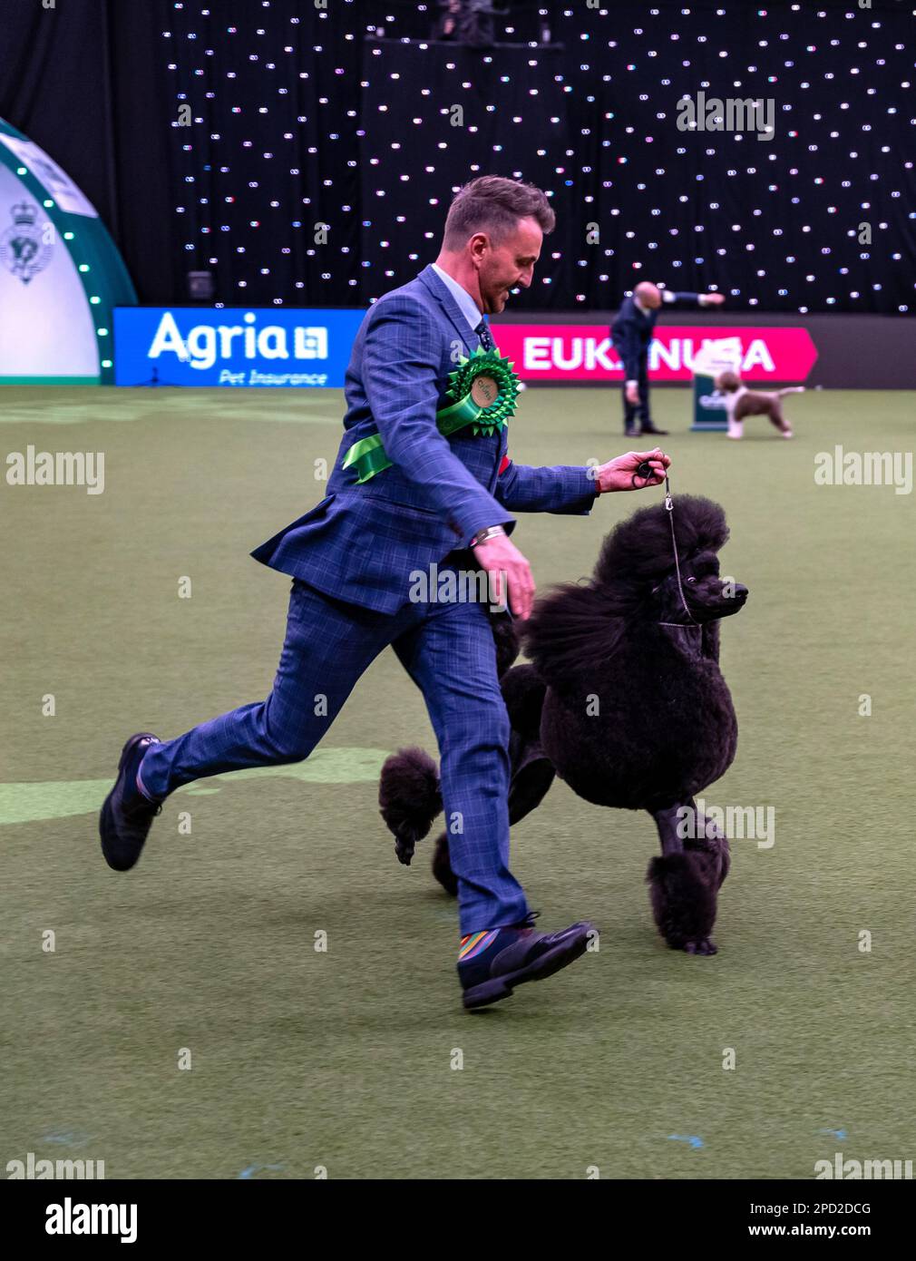 Jake, a Standard Poodle from Bristol, owned by Philip Langdon, has won