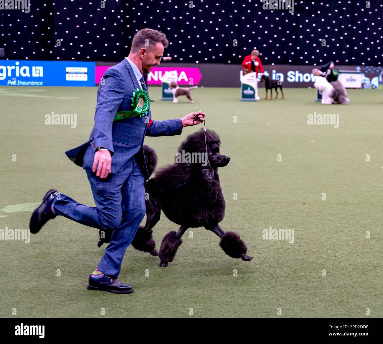 Jake, a Standard Poodle from Bristol, owned by Philip Langdon, has won