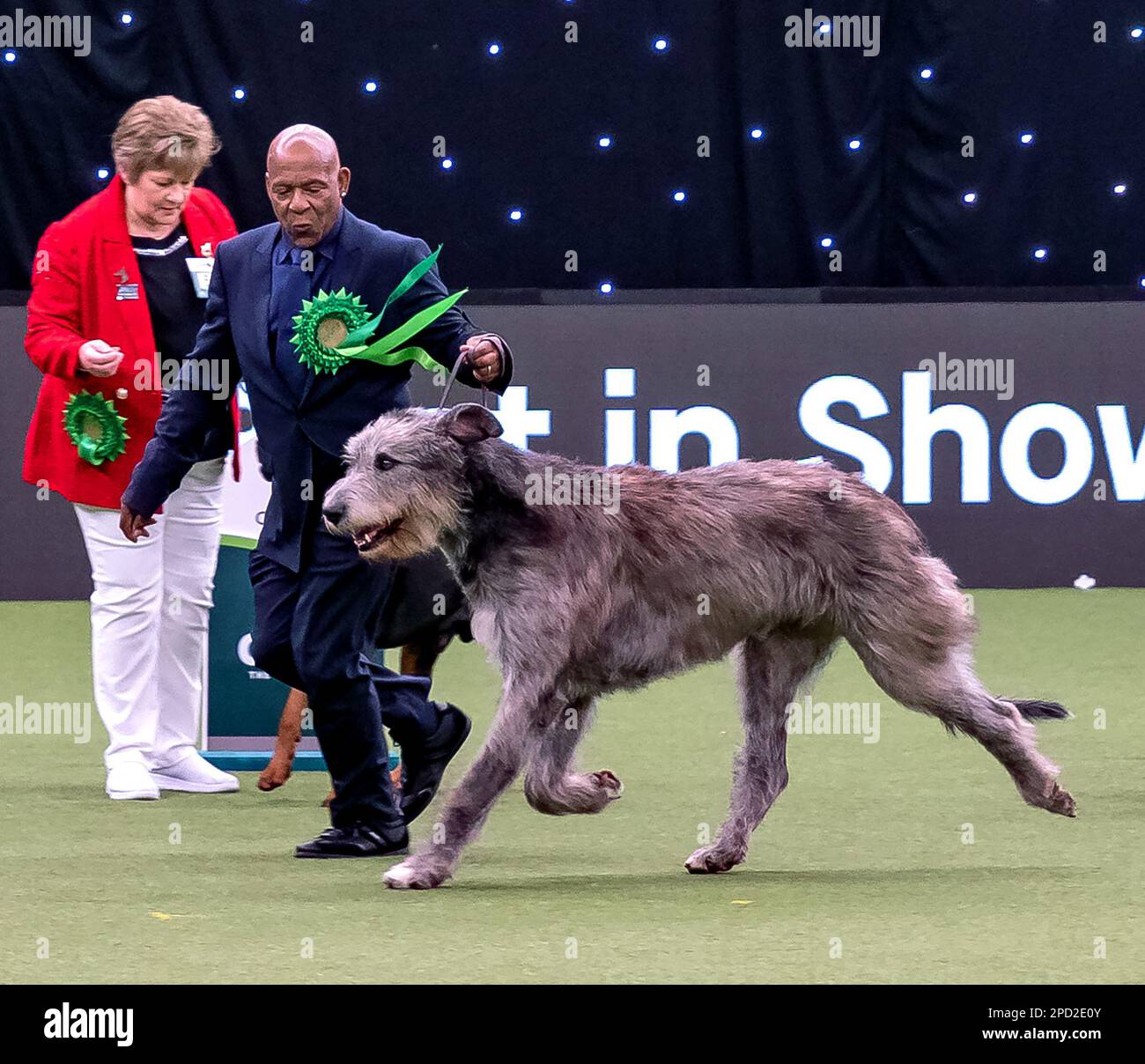 Paris the Irish Wolfhound owned by The Real Thing vocalist Chris Amoo