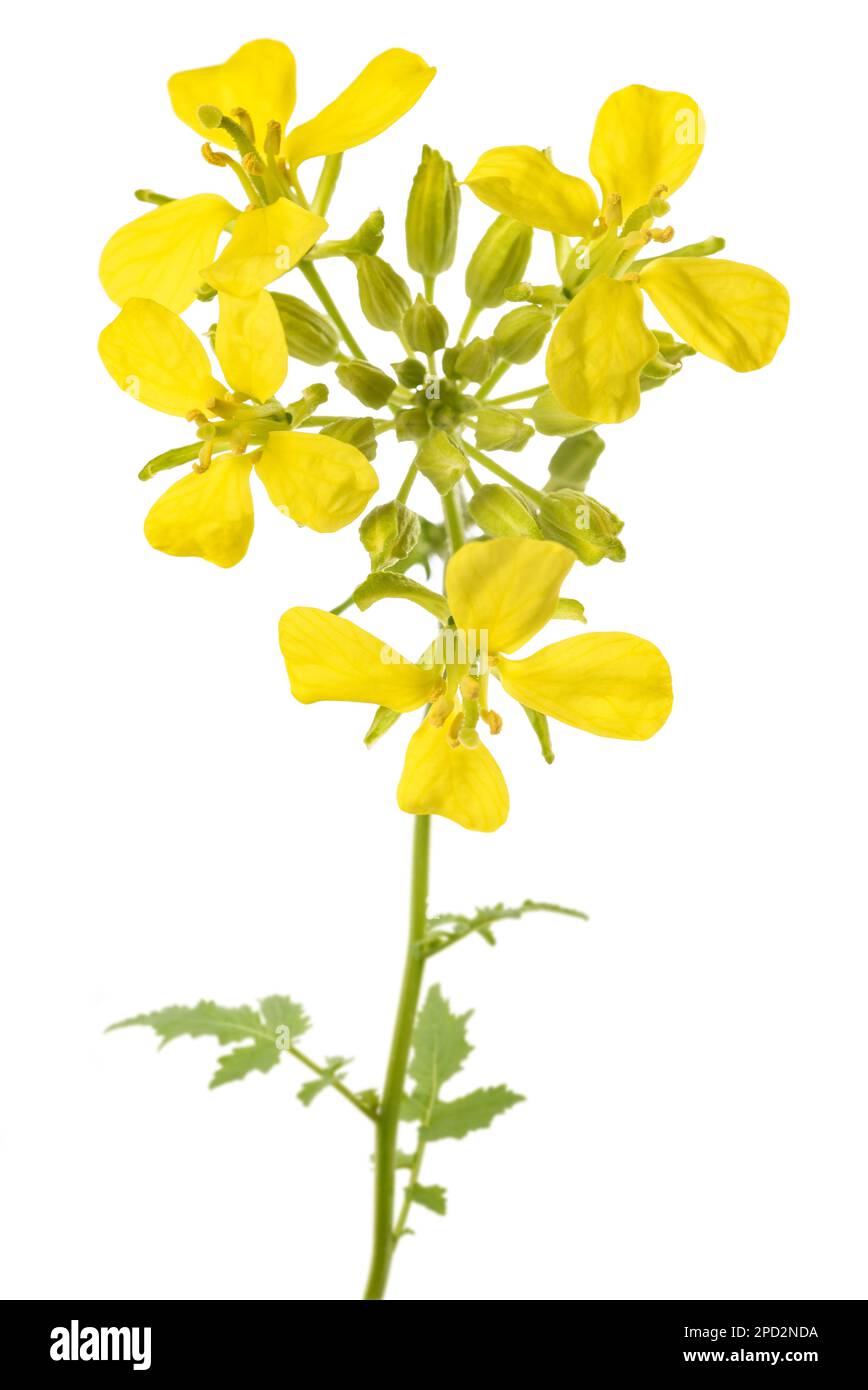 Mustard Plant