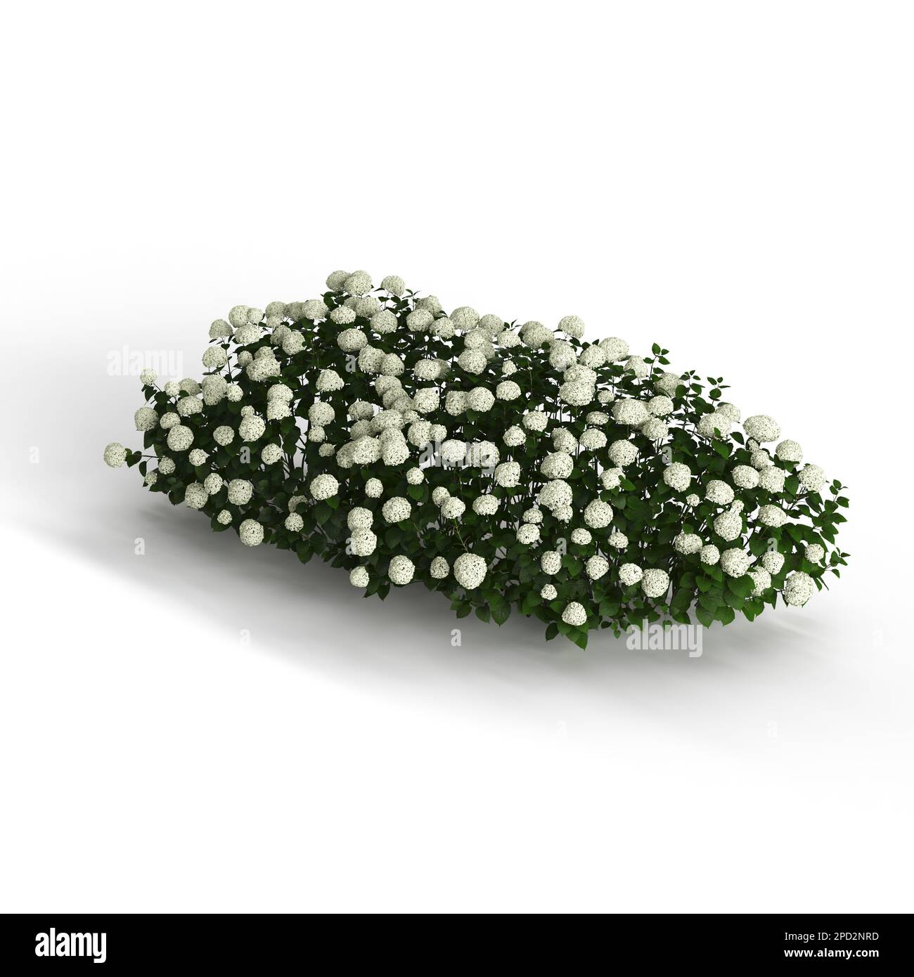 Bush of small white flowers on white surface, 3D rendering Stock Photo