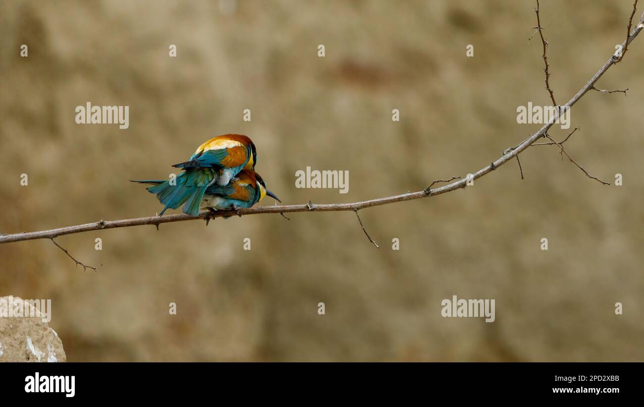 Colorful Bee Eater in the Danube Delta Stock Photo