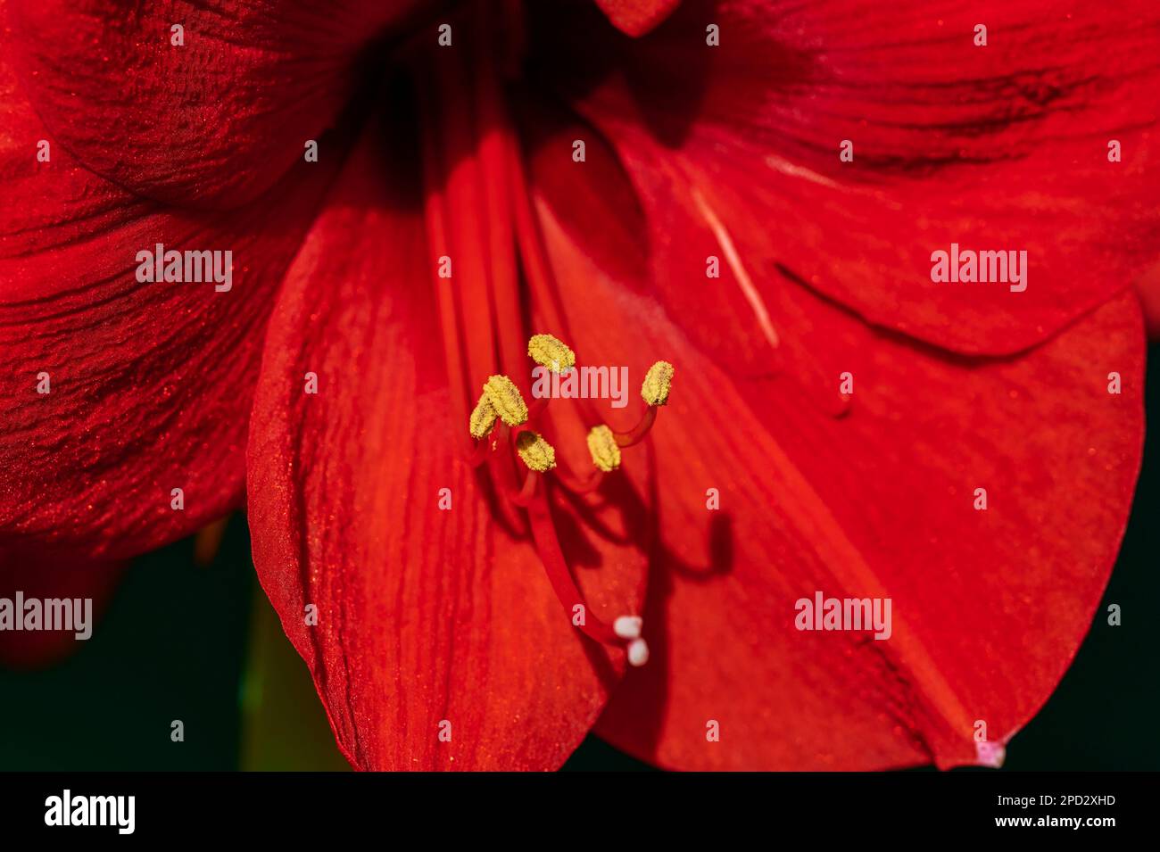 Macro shot of red Amaryllis (Amaryllidaceae) with yellow pollen. Stock Photo