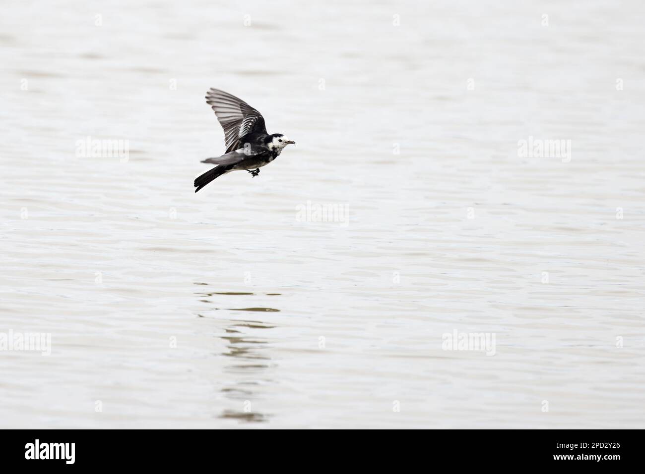 Pied Wagtail (Motacilla alba yarrellii) flycatching Cley Norfolk GB UK March 2023 Stock Photo