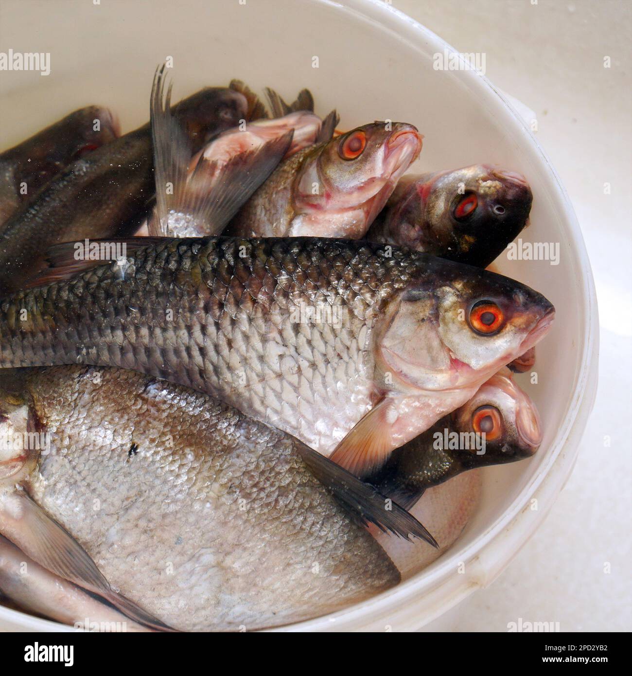 Fresh caught fish bucket hi-res stock photography and images - Page 4 -  Alamy