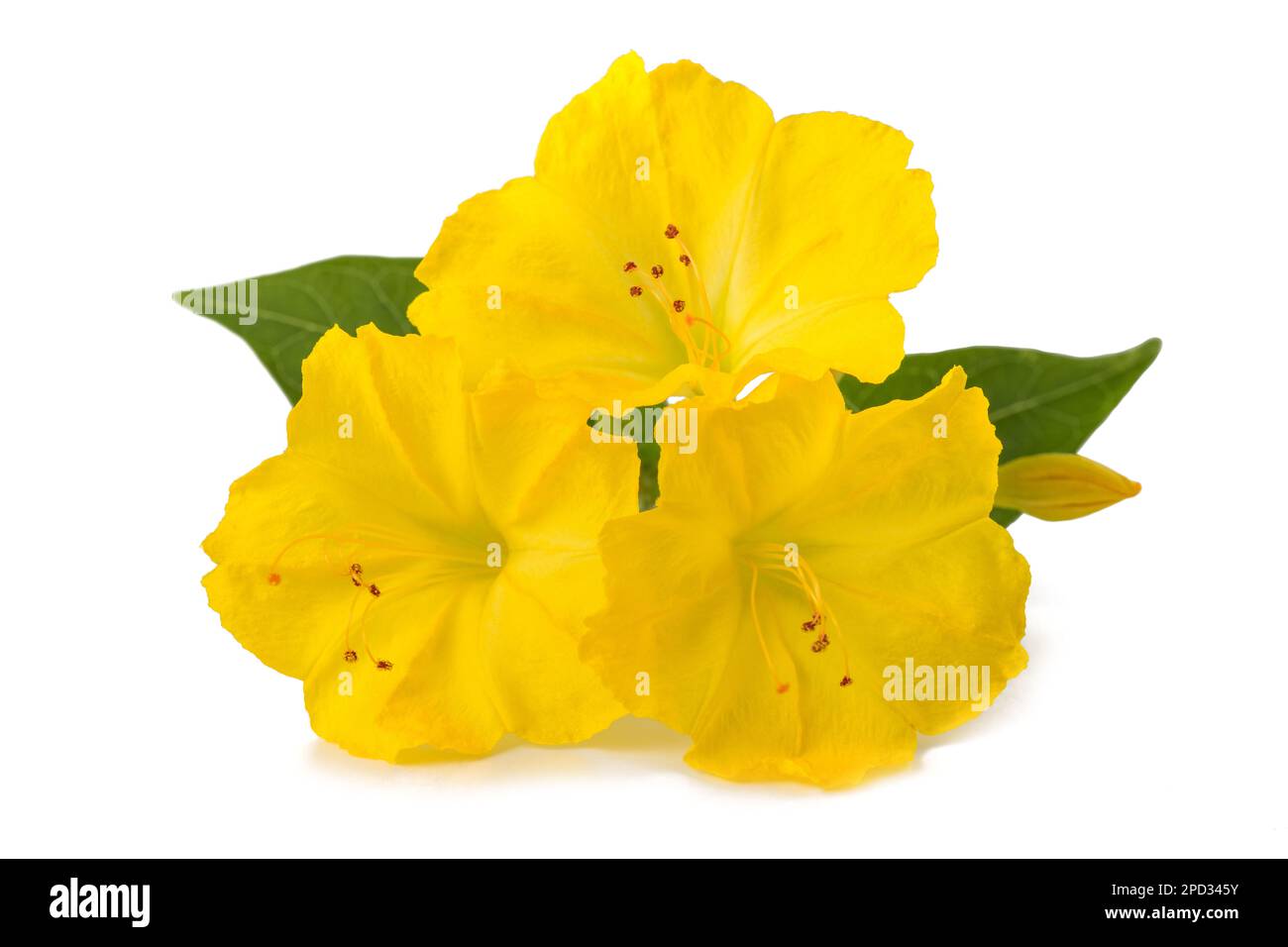 Yellow Four o'clock flowers isolated on white background Stock Photo