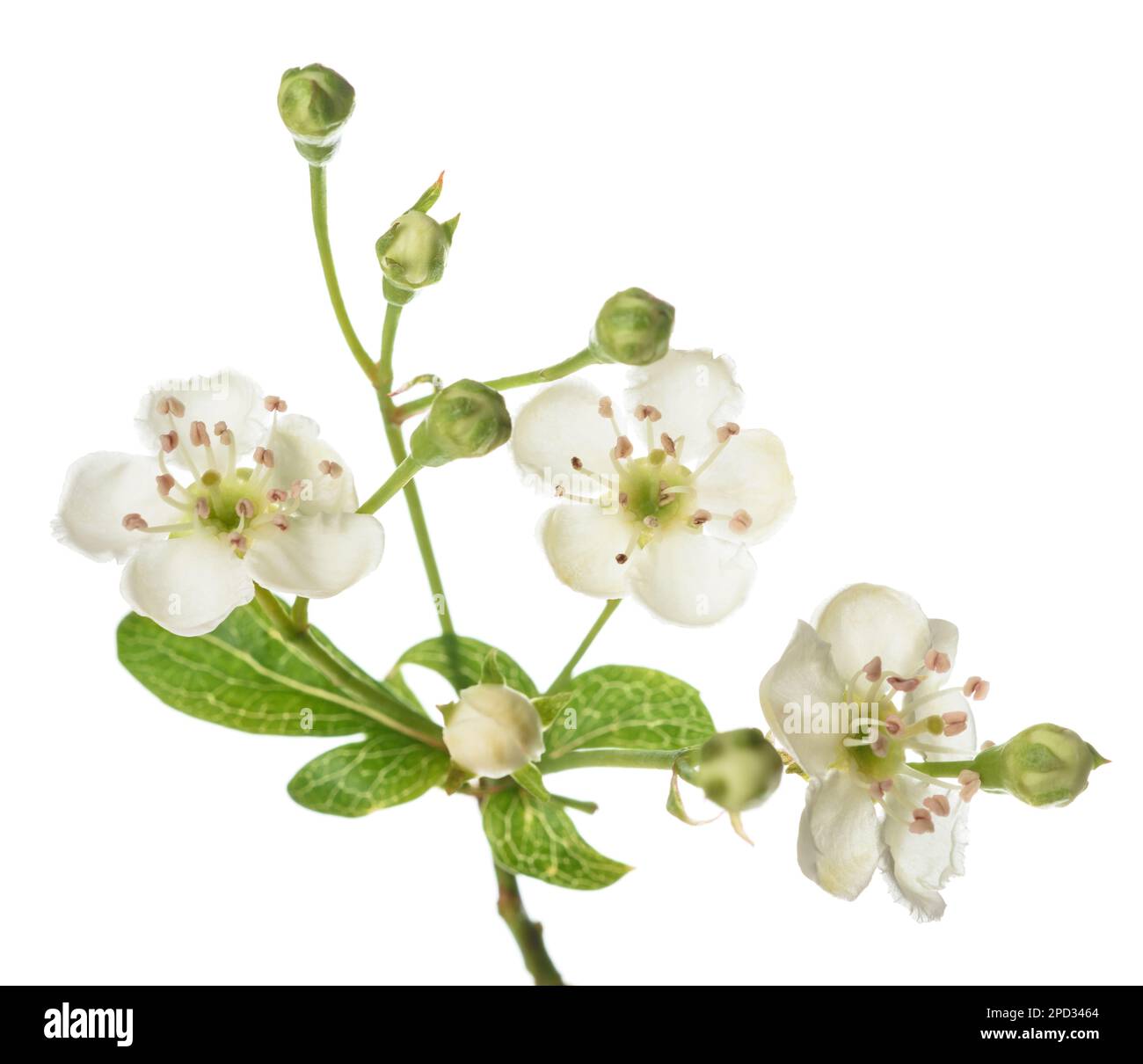 Hawthorn branch with flowers isolated on white background Stock Photo