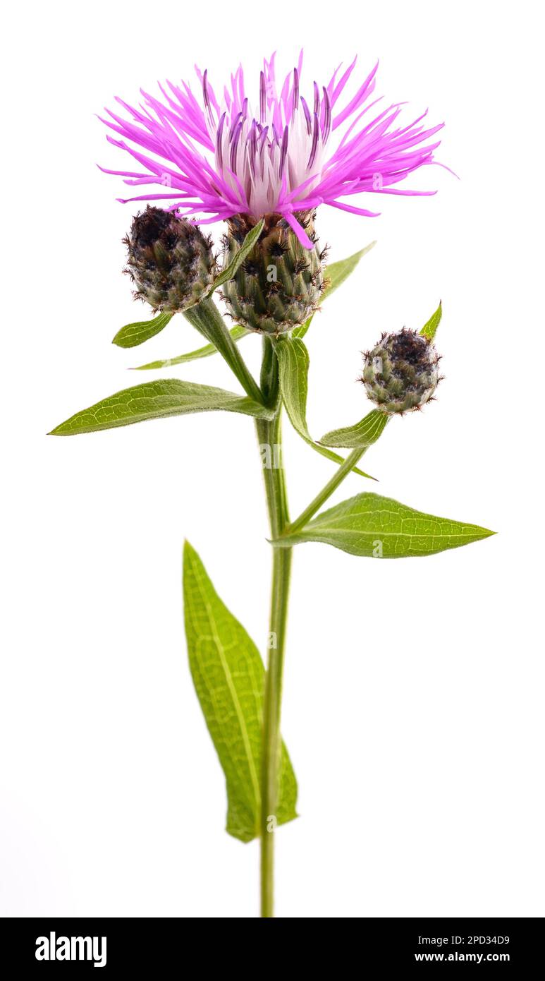 Short fringed knapweed   flower isolated on white background Stock Photo