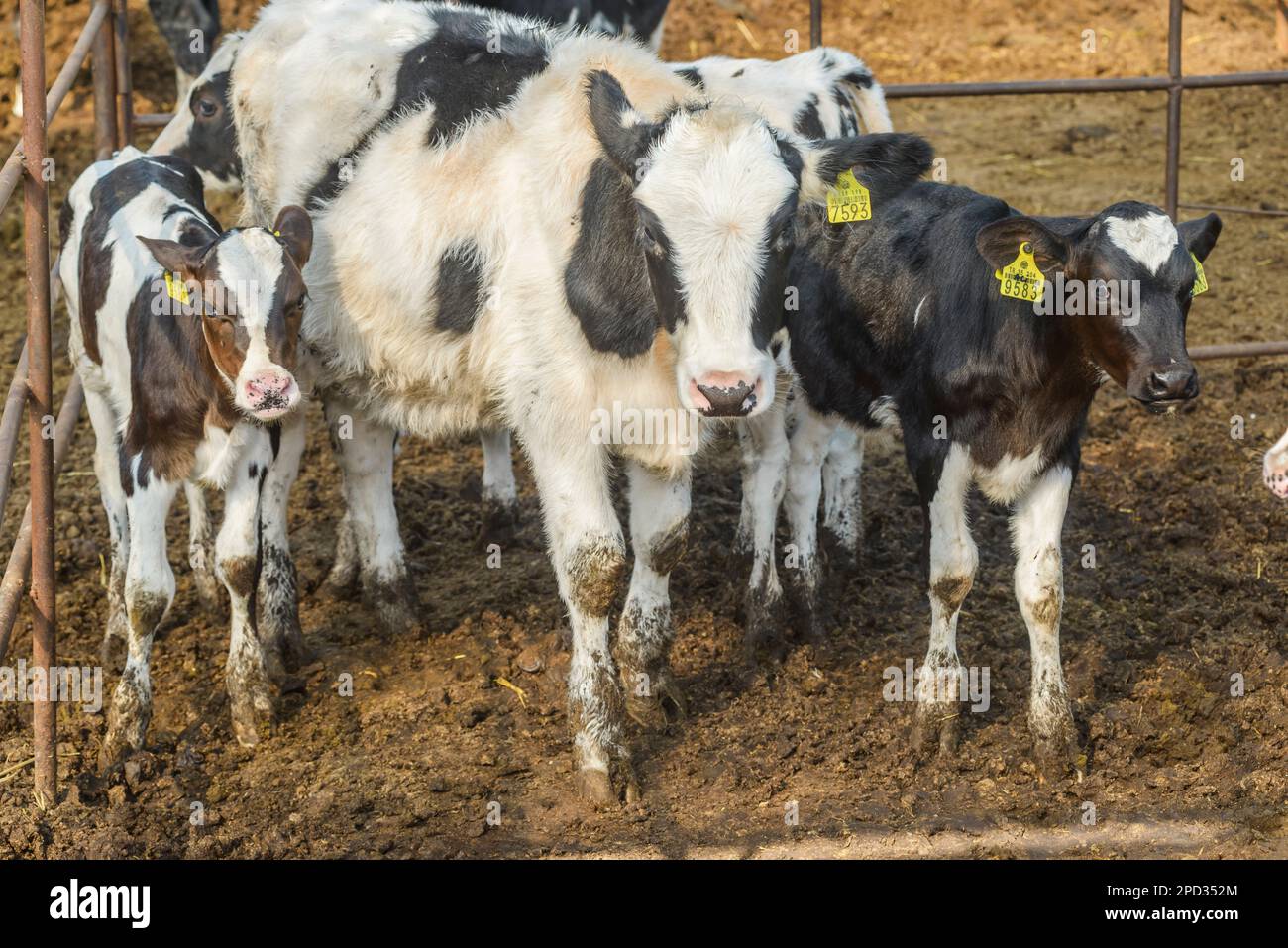 agriculture industry, farming and animal husbandry concept - herd of ...