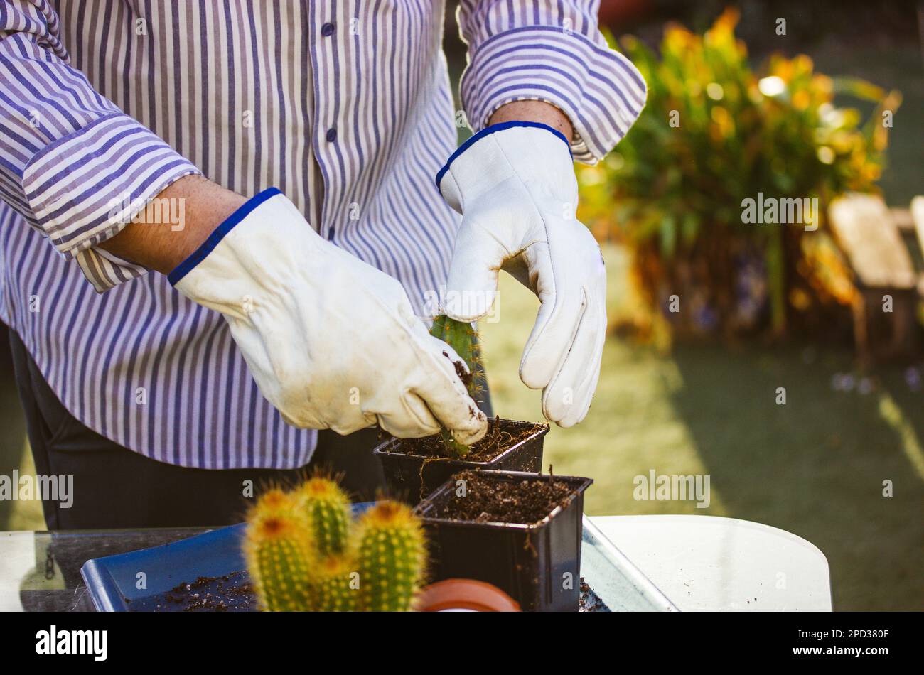 Gardener, farmer in white thorn proof gloves replanting cactuses in home  garden Stock Photo - Alamy