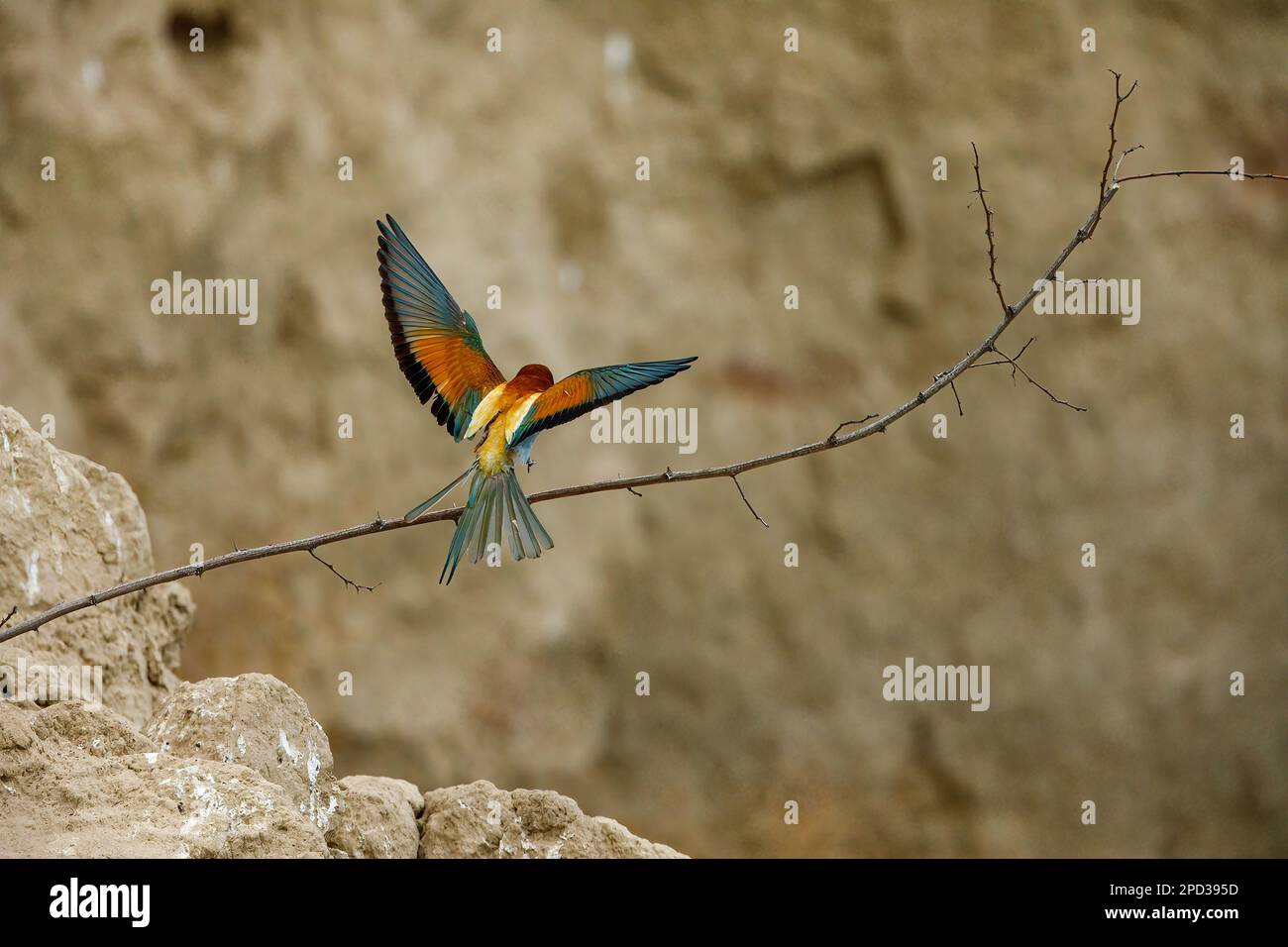 Colorful Bee Eater in the Danube Delta Stock Photo