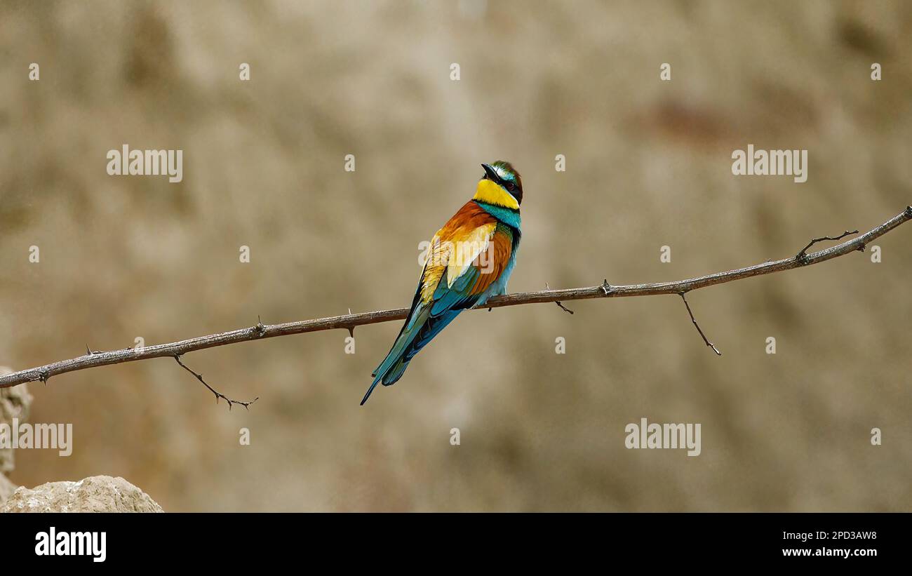 Colorful Bee Eater in the Danube Delta Stock Photo