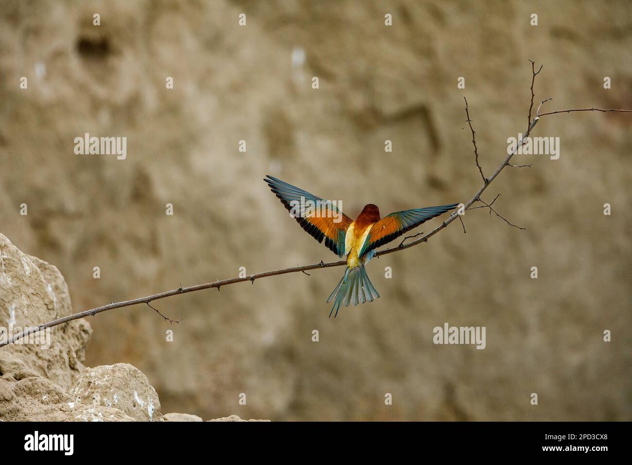 Colorful Bee Eater in the Danube Delta Stock Photo
