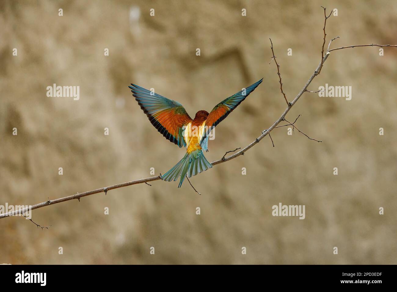 Colorful Bee Eater in the Danube Delta Stock Photo