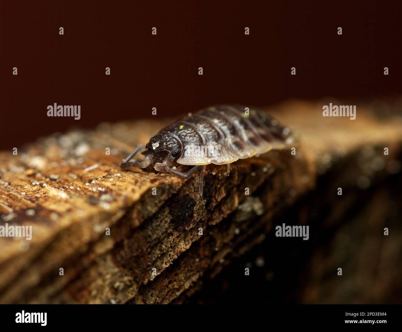 Common Woodlouse (Oniscus asellus) on a piece of wood, Macrophotography Arthropods, Isopods,  Mauerassel, Assel Stock Photo