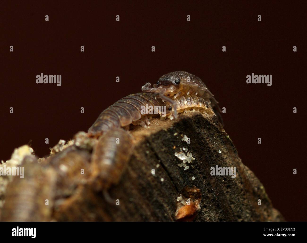 Common Woodlouses (Oniscus asellus) on a piece of wood, Macrophotography Arthropods, Isopods, Mauerassel, Assel Stock Photo