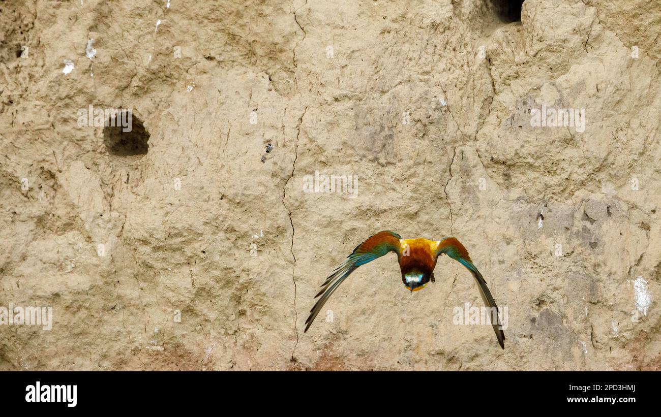Colorful Bee Eater in the Danube Delta Stock Photo