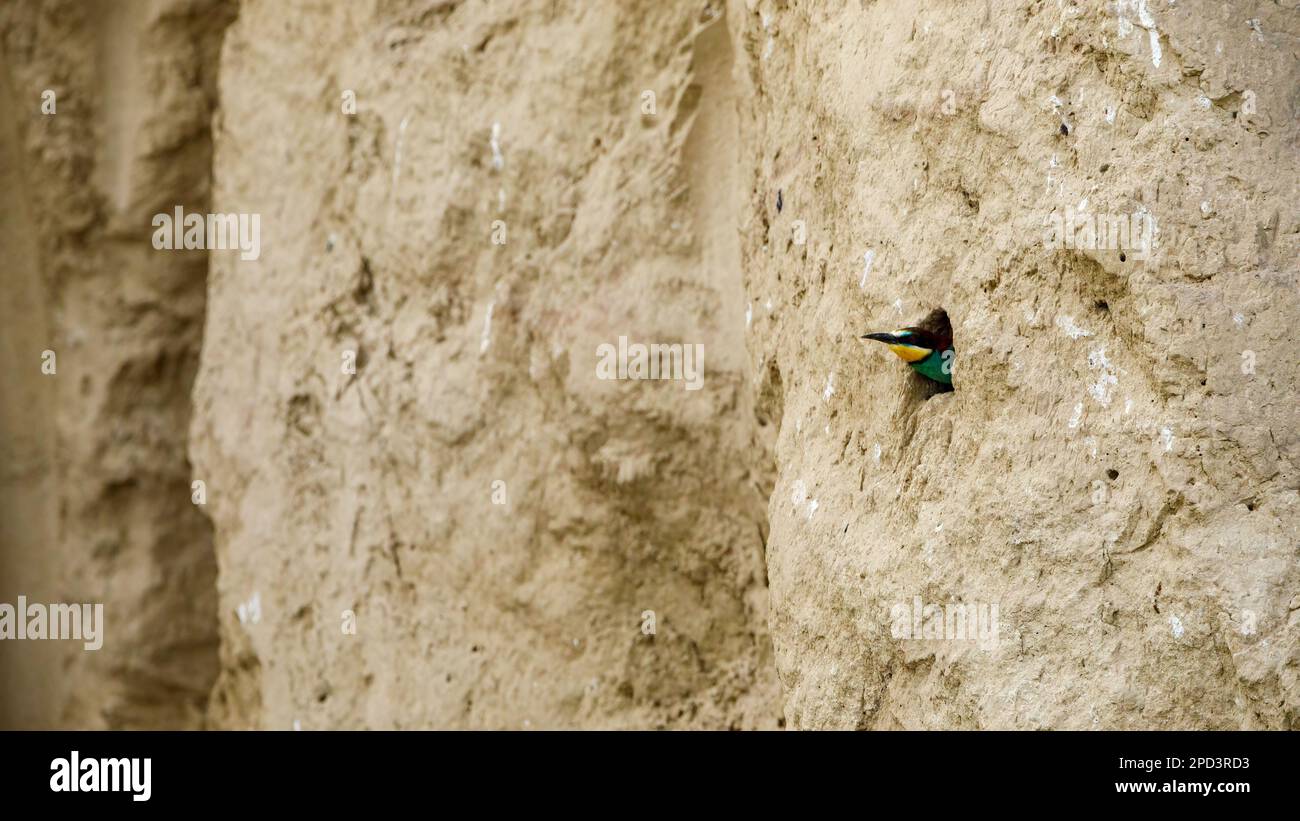 Colorful Bee Eater in the Danube Delta Stock Photo