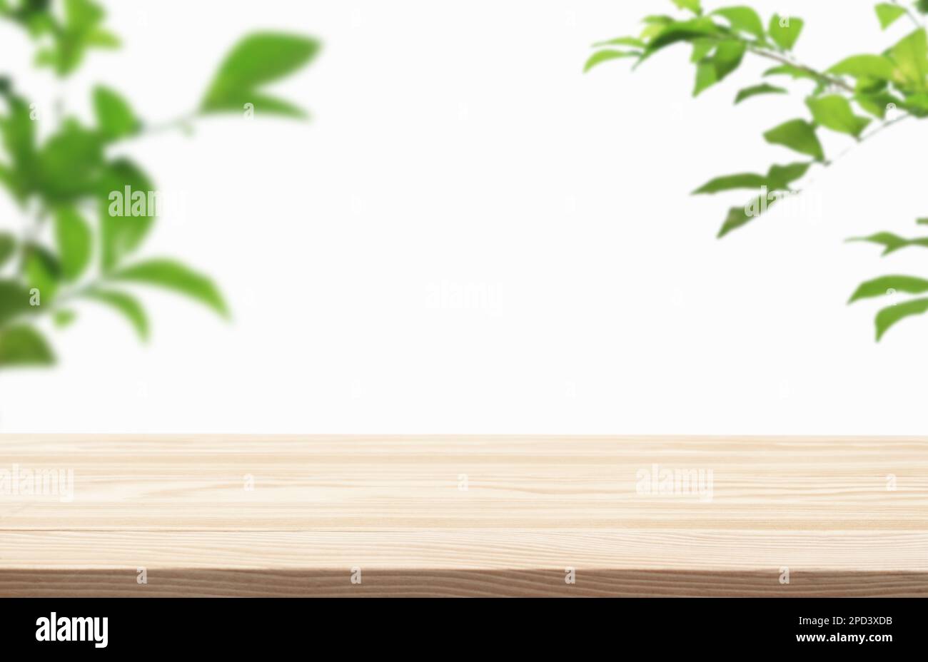 Wood podium tabletop floor with tree branch green leaf on white