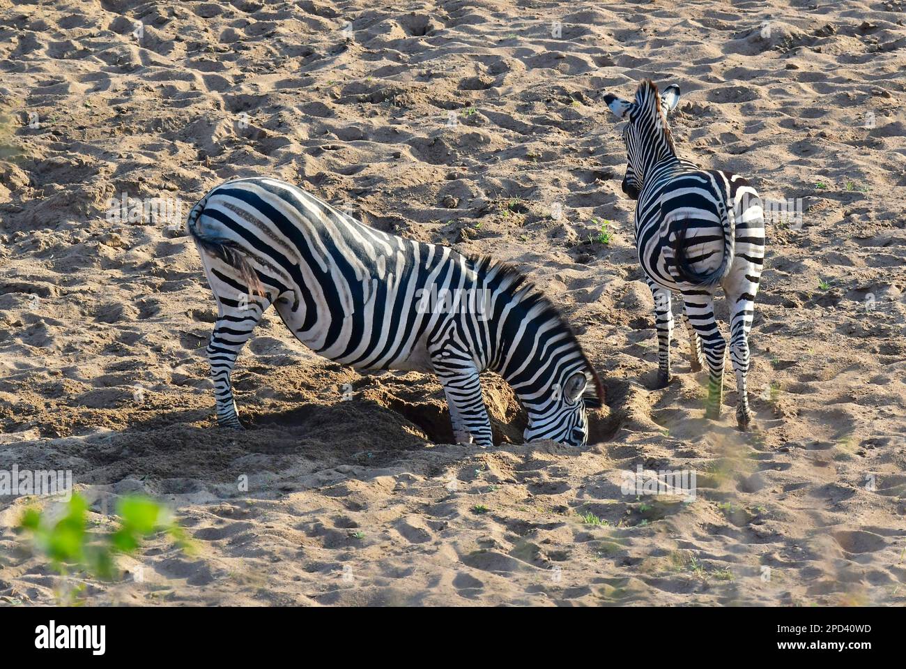 Kruger national park, South Africa Stock Photo - Alamy