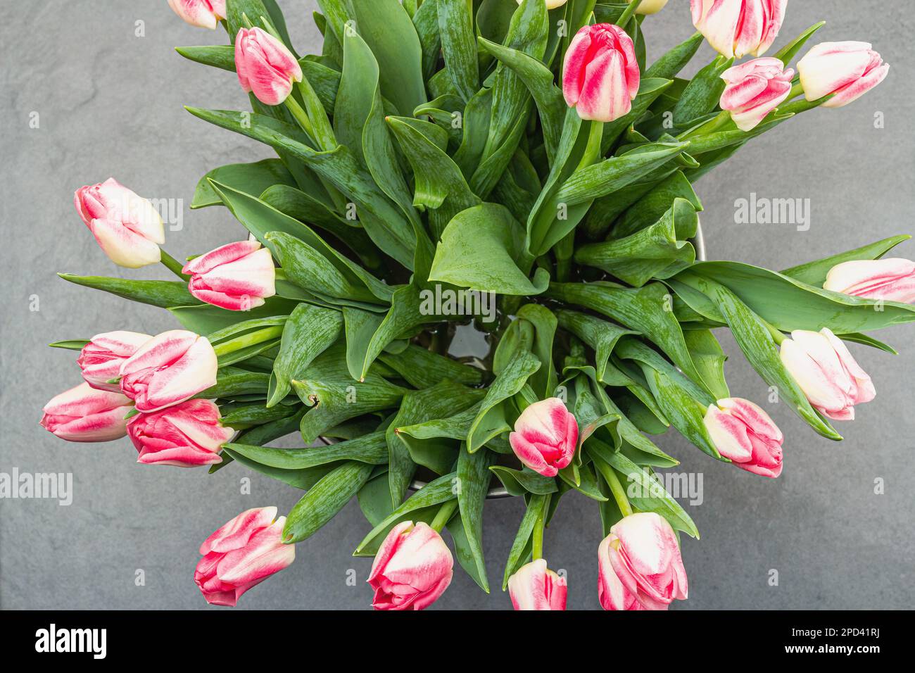 Bouquet of fresh pink tulips on gray stone concrete background. Festive concept for Mother's Day or Valentines Day. Greeting card, Easter flat lay, ha Stock Photo
