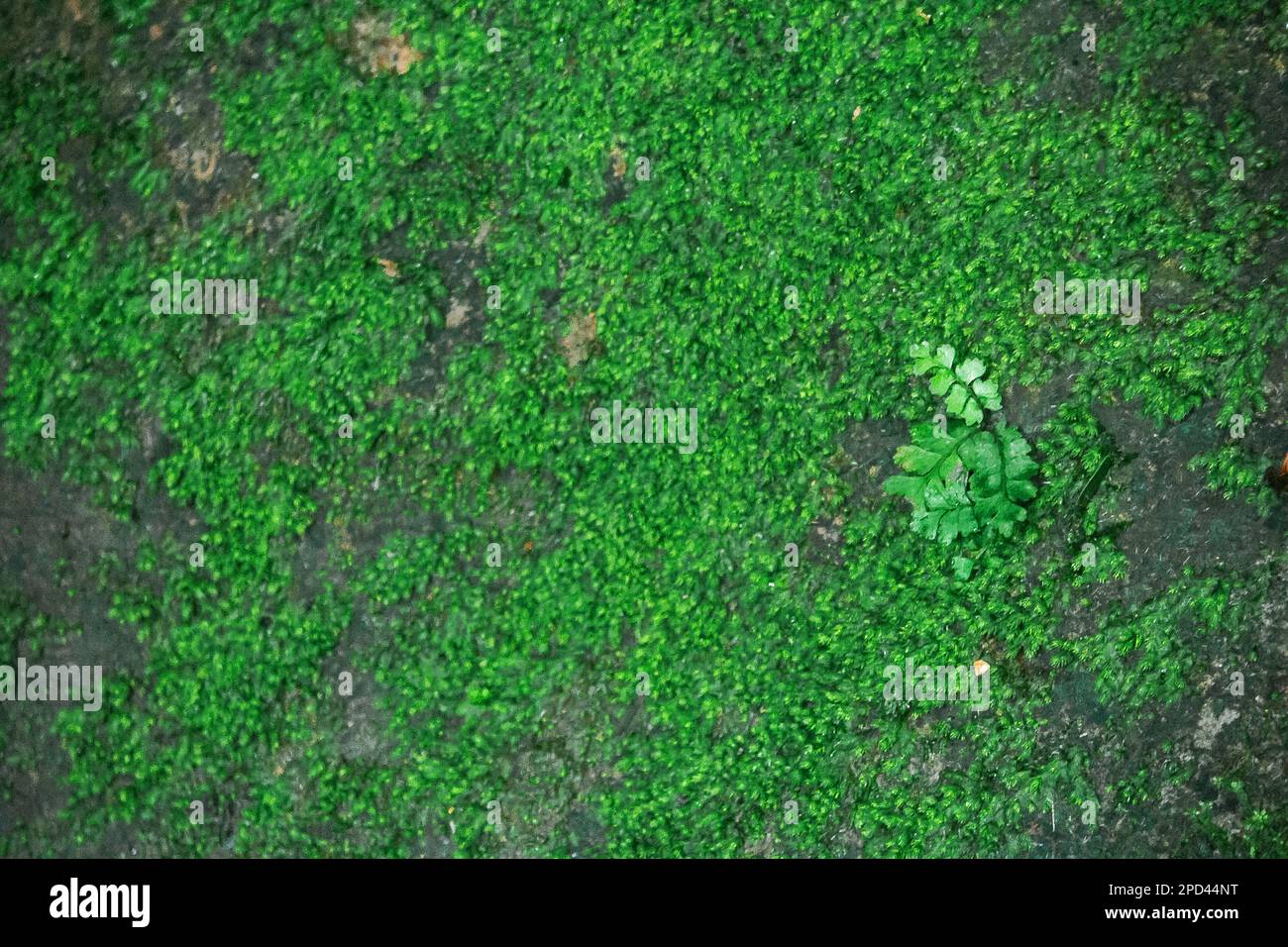 Ferns and mosses are common in the rainforest. Both at low and high levels Will see that this type of plant is covered Follow the rocks everywhere Stock Photo