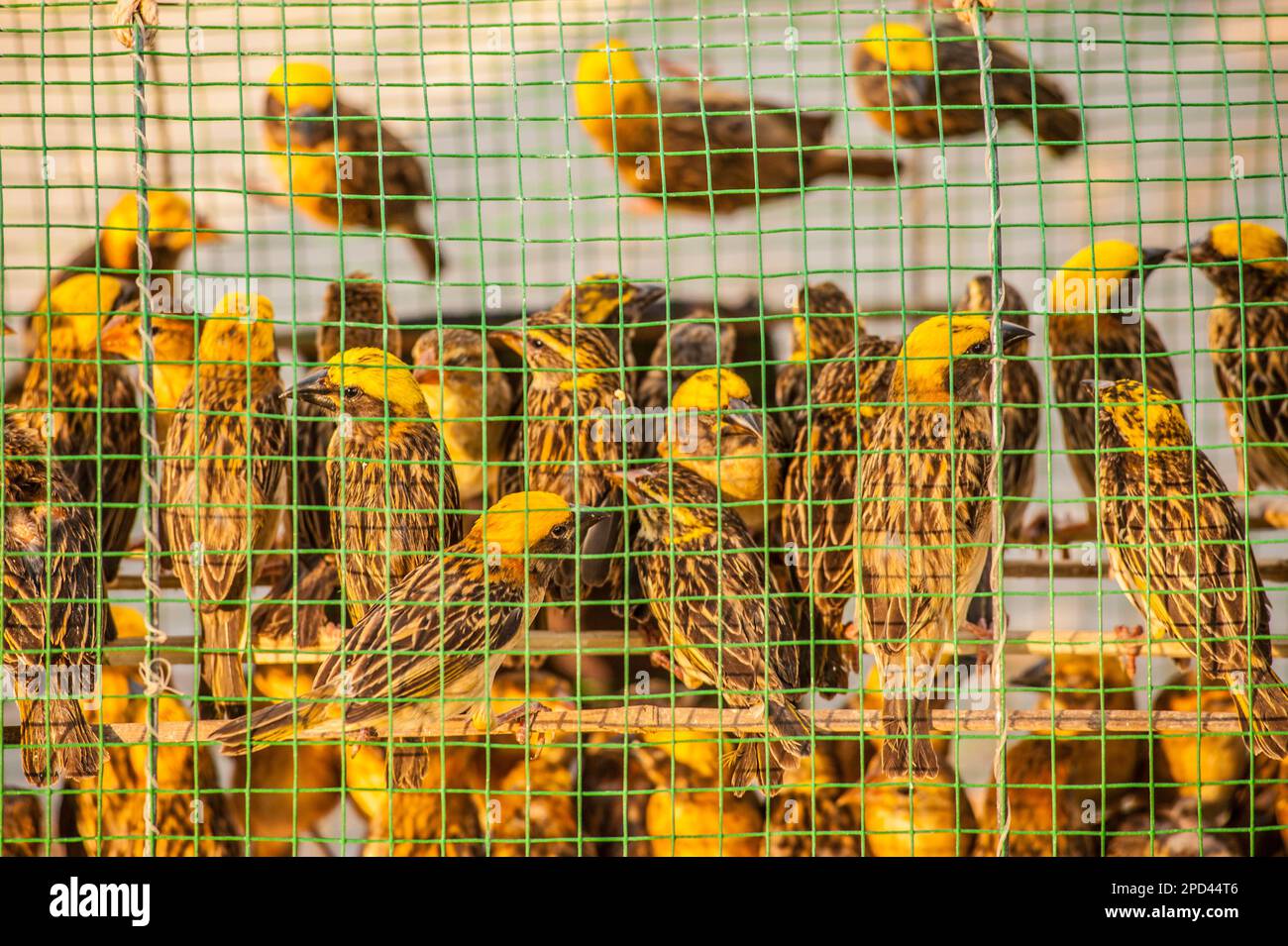 The dangers of bird flu. Birds kept in cages to be released for merit