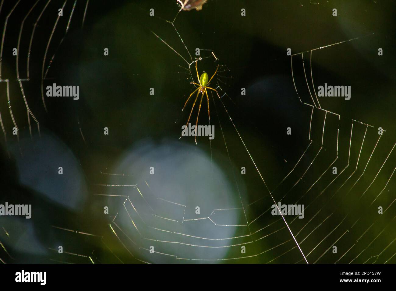 Spiders on the web are common in evergreen forests. , Spiders build ...