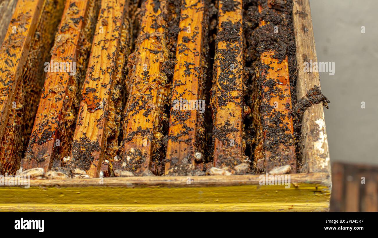 Wax moth larvae on an infected bee nest. cover of the hive is infected