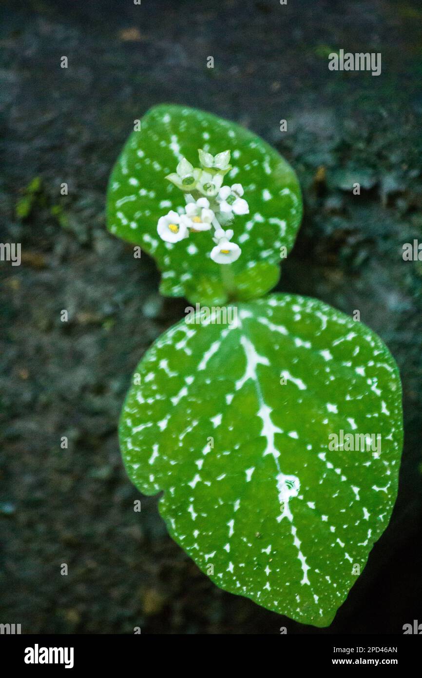 Tiny white flowers on rocks grow in moist evergreen forests Stock Photo ...