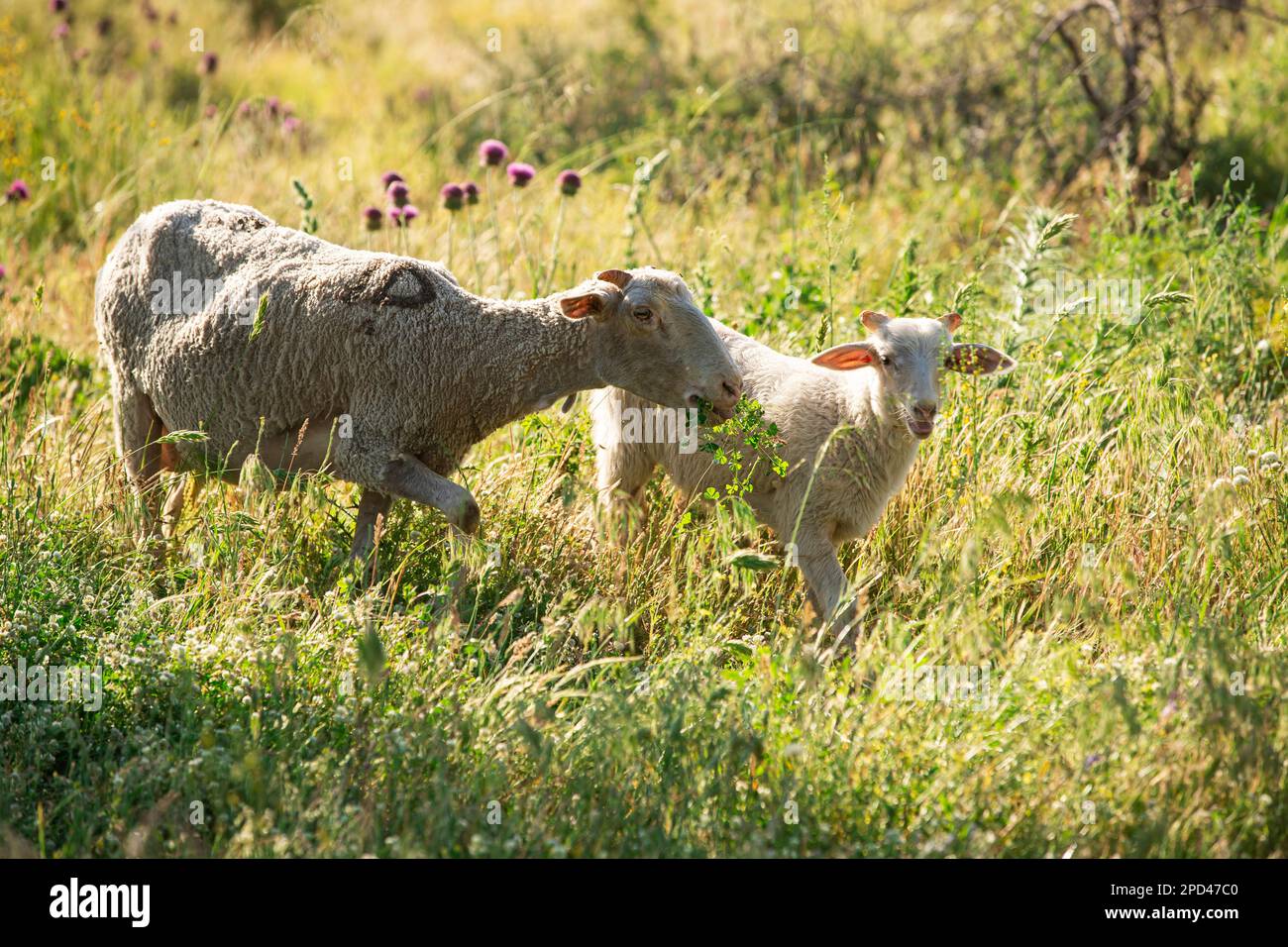 Herd of cows grazing at summer green field Stock Photo - Alamy