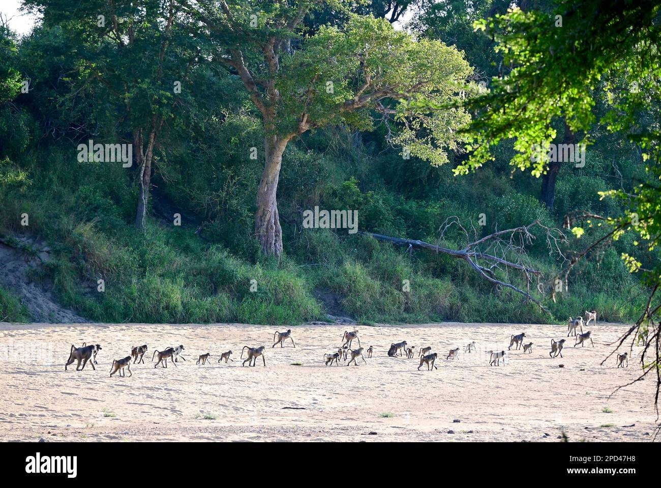 Kruger national park, South Africa Stock Photo - Alamy
