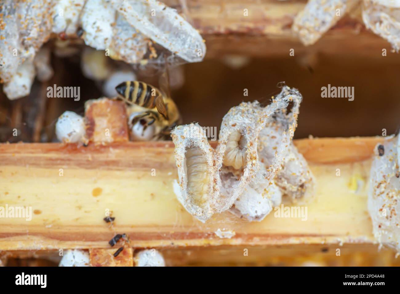 Fully-grown larvae form cocoons in comb debris, attached to frame or hive body. Larvae chew cavities to cement the cocoons, and lasting damage is done Stock Photo