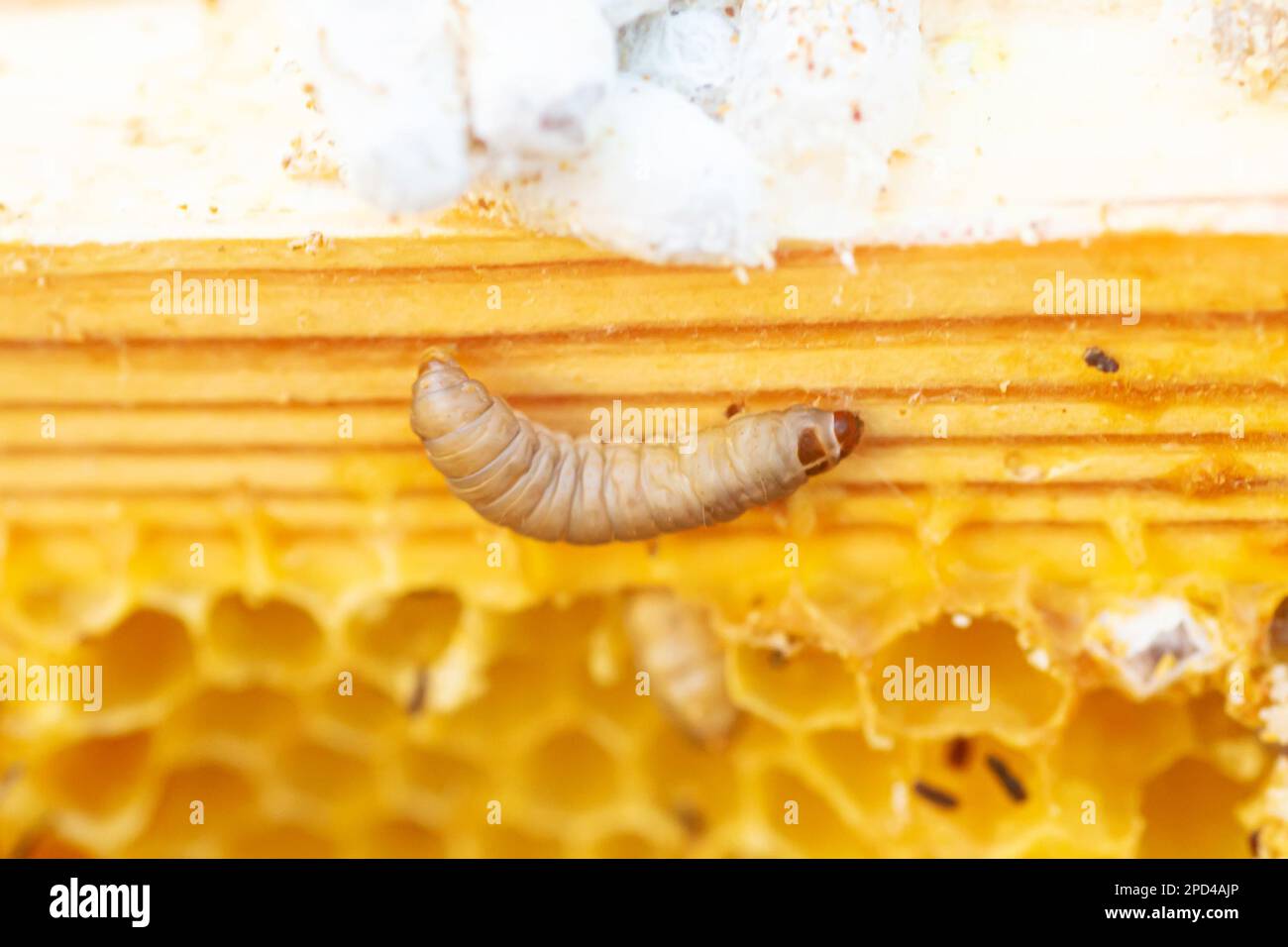 Waxworms, caterpillar larvae of wax moths, on damaged beeswax, frame